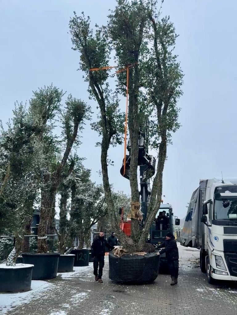 De grootste kurkeik van Nederland te koop @ Palmexpert nr151, Ophalen, Overige soorten