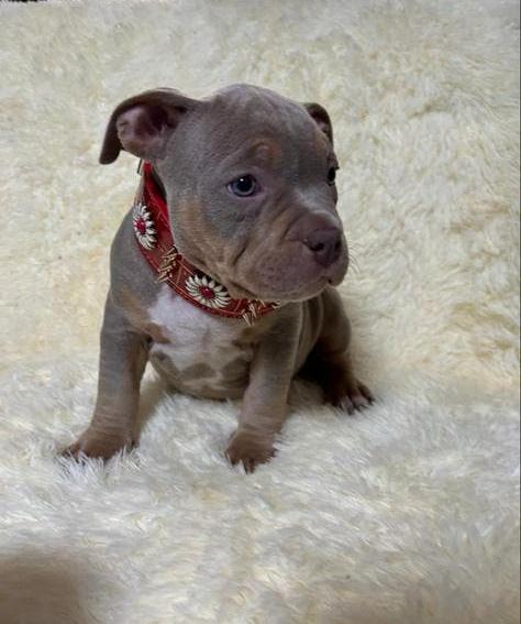 Prachtige pocket bully pups op zoek naar een goude mand, Dieren en Toebehoren, Honden | Niet-rashonden, 8 tot 15 weken, Parvo