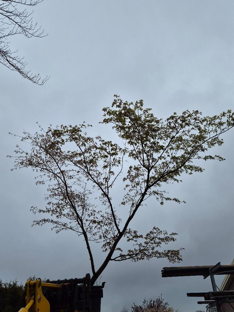 Acer palmatum, Tuin en Terras, Planten | Bomen, Ophalen, Halfschaduw, Overige soorten, Lente