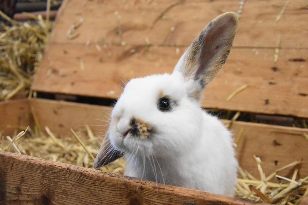 Dwergkonijn | Jonge konijnen | Verschillende kleurslagen, Dieren en Toebehoren, Konijnen, Meerdere dieren, Dwerg, 0 tot 2 jaar
