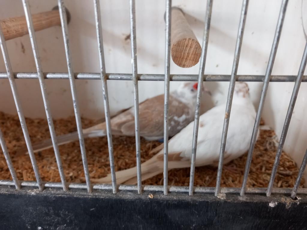 Te koop mooi span bonte diamantduiven, Dieren en Toebehoren, Vogels | Overige Vogels, Meerdere dieren