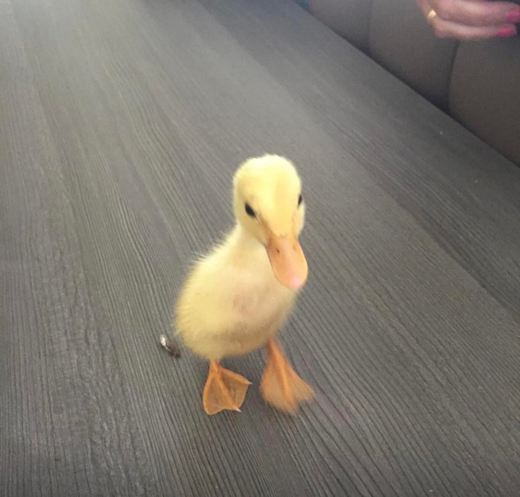 Loopeend pulletjes, Eend