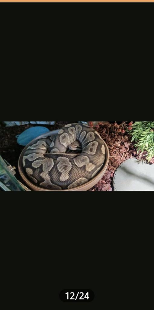2 koningspythons tekoop Ball Python - male for sale from anoescavandoorn
