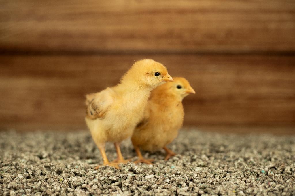 New Hampshire groot kippen kuikens | Gesekst en Ingeënt, Vrouwelijk, Kip