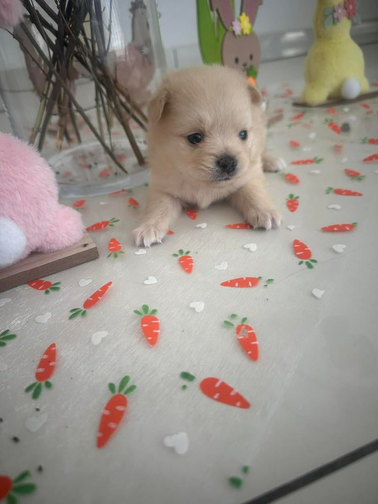 Pomeriaan teefje, Overige rassen, 8 tot 15 weken, Teef, Eén hond