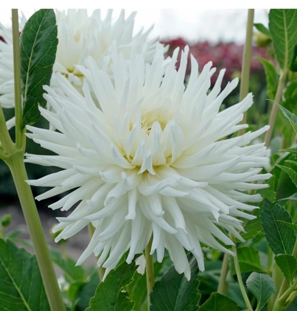 Witte cactus dahlia my love, Ophalen of Verzenden