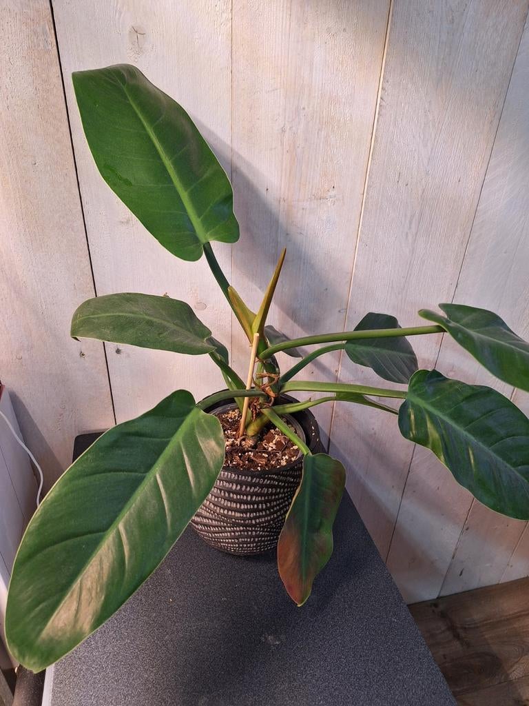 Philodendron, Huis en Inrichting, Kamerplanten, Ophalen of Verzenden, Halfschaduw, Minder dan 100 cm