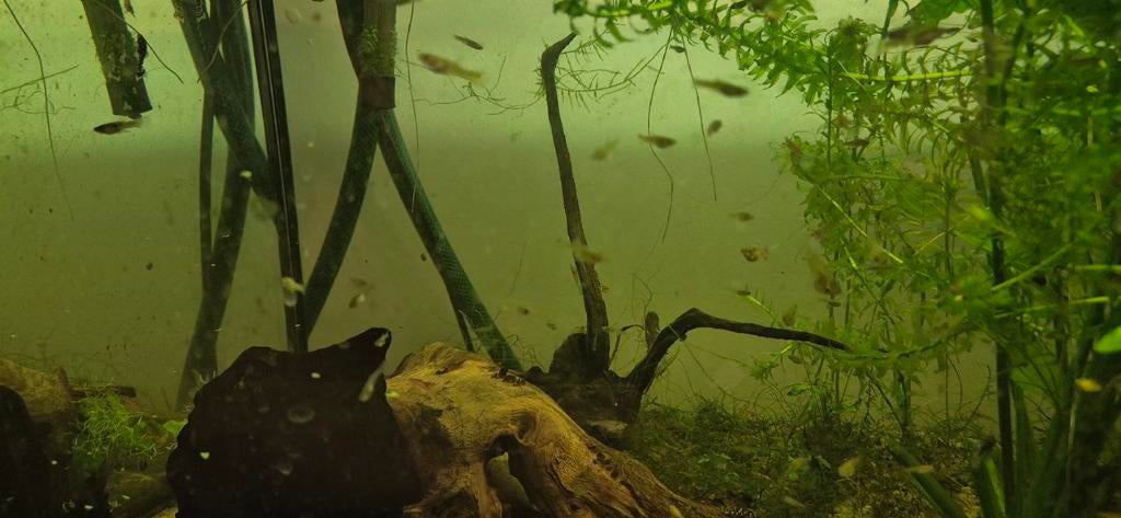 Jonge guppies, Dieren en Toebehoren, Vissen | Aquariumvissen, Vis