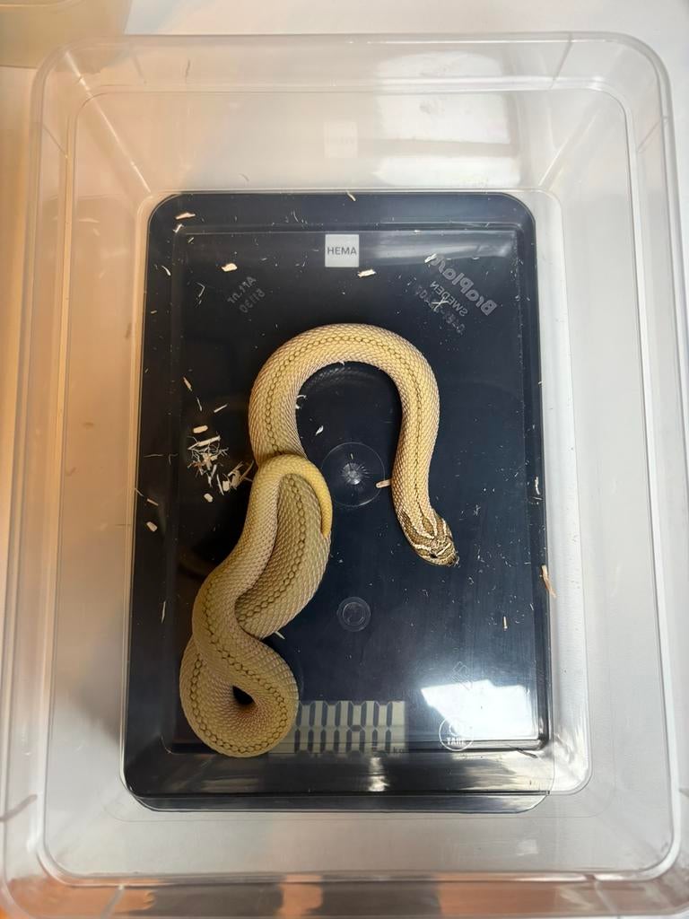 Heterodon nasicus arctic superconda 0.1, Slang, 0 tot 2 jaar