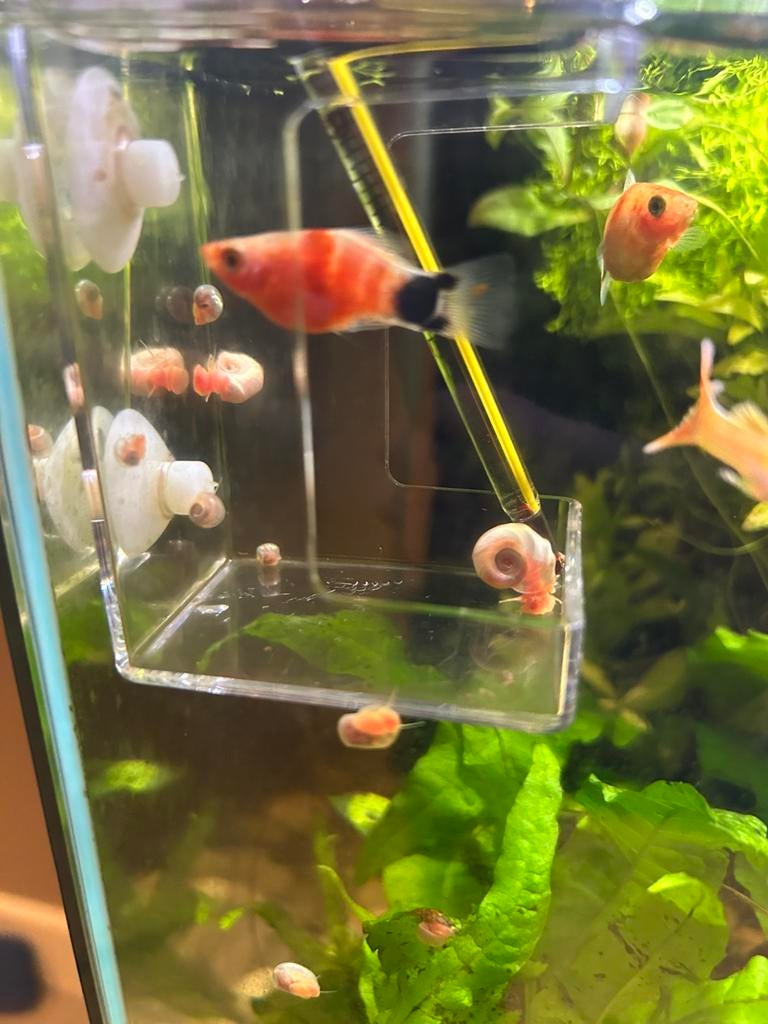 Posthoornslakken, Vis