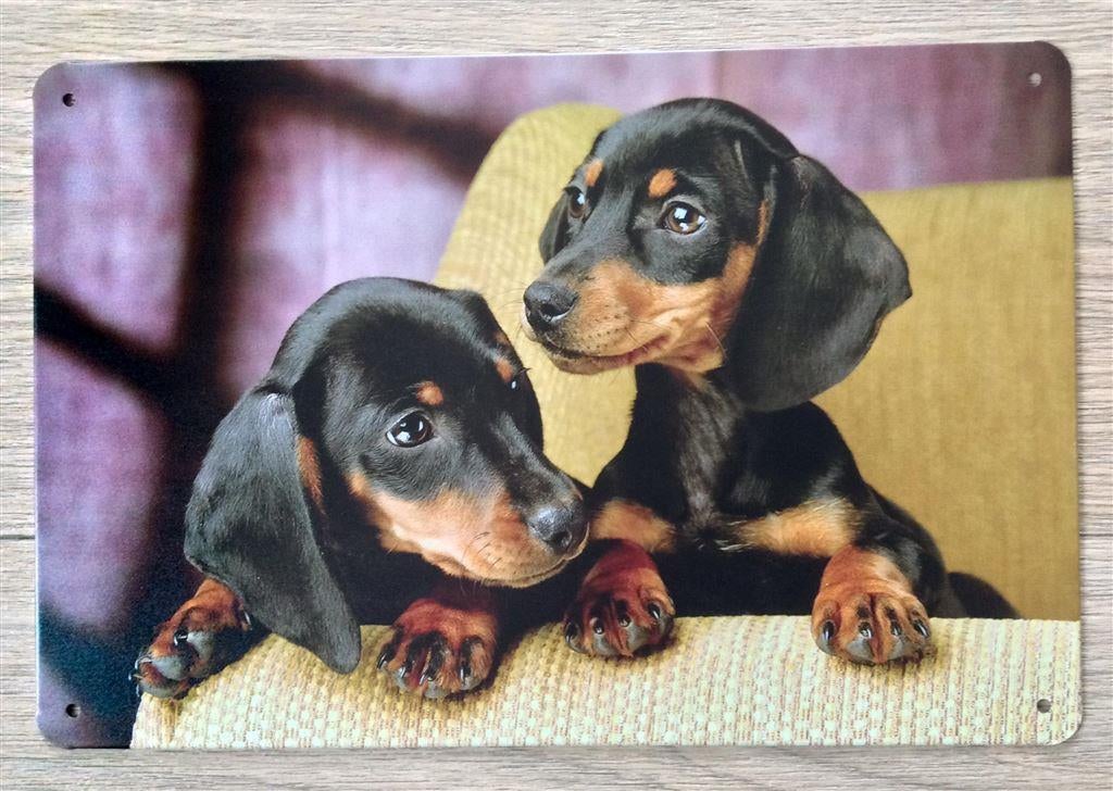Dachshund Puppy's Teckel Metalen Wandbord Poster, Ophalen of Verzenden, Nieuw