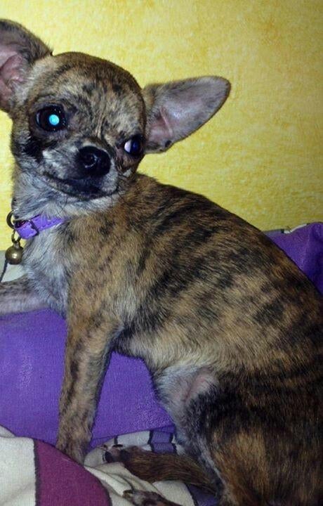 Gezocht chihuahua van af een jaar, Reu, 8 tot 15 weken, Parvo, Eén hond