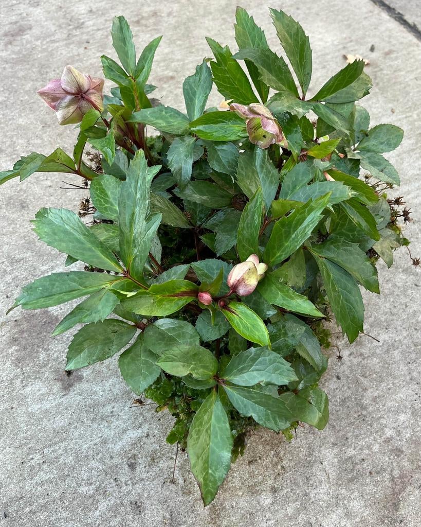 Helleborus kerstroos, Ophalen, Winter, Overige soorten, Halfschaduw