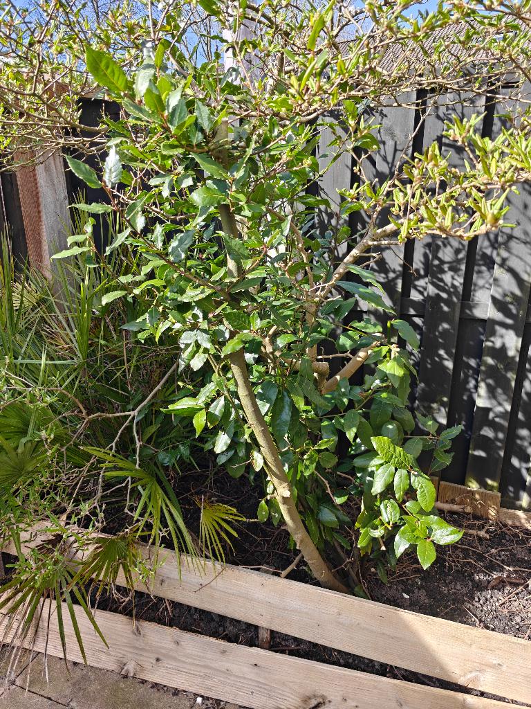 Laurier, Ophalen, Laurier, Struik, 100 tot 250 cm