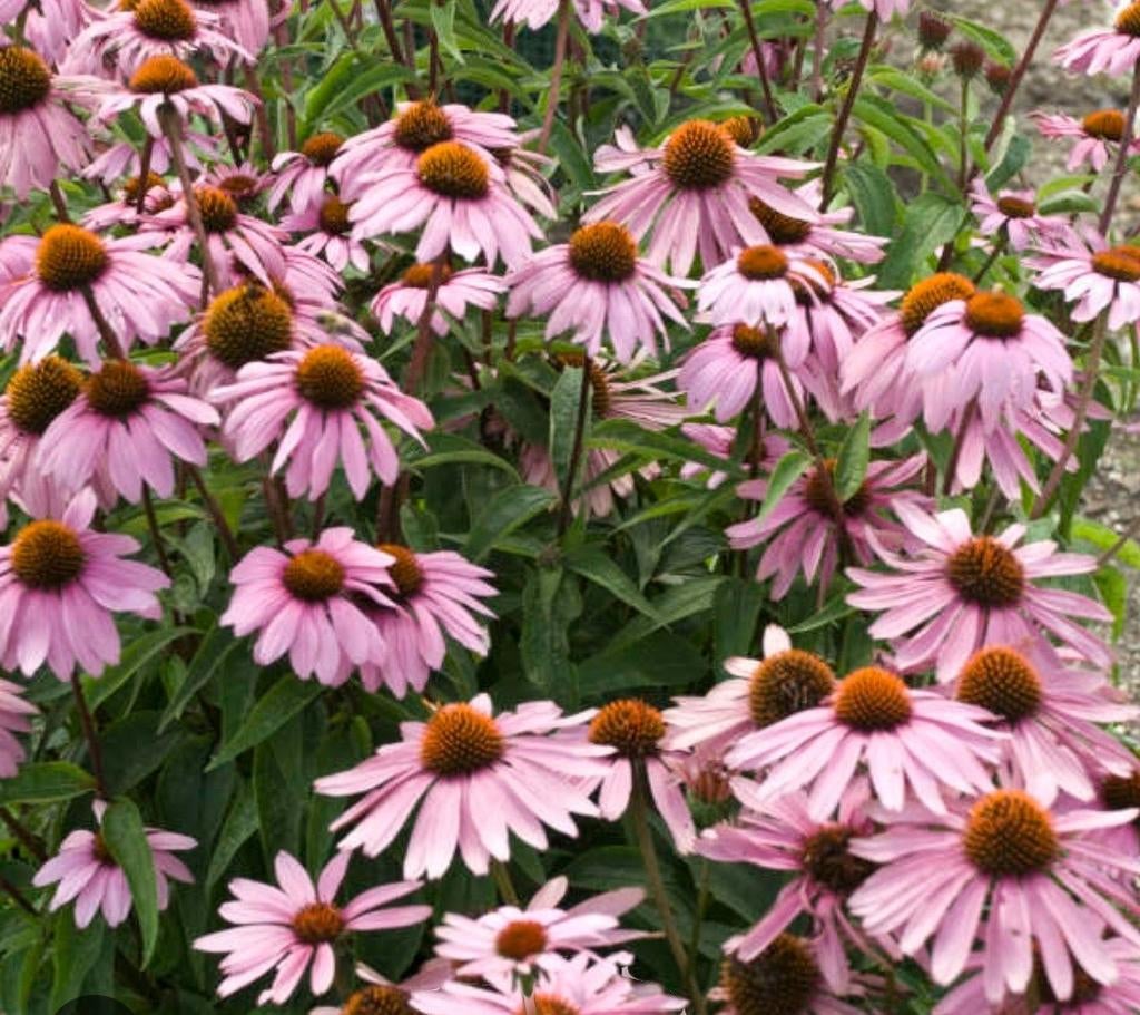 Zonnehoed planten, Ophalen, Overige soorten, Volle zon