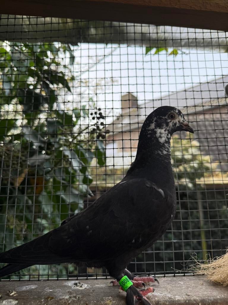 Sierduif, Dieren en Toebehoren, Mannelijk, Overige soorten