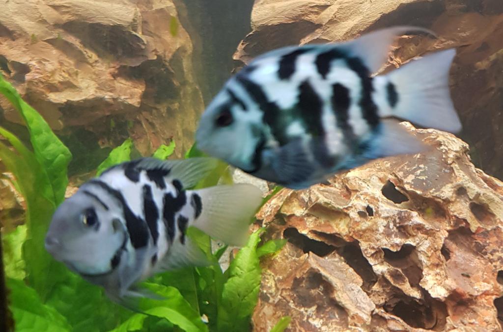 Mooie Blue Tiger Papegaai vissen., Vis, Zoetwatervis