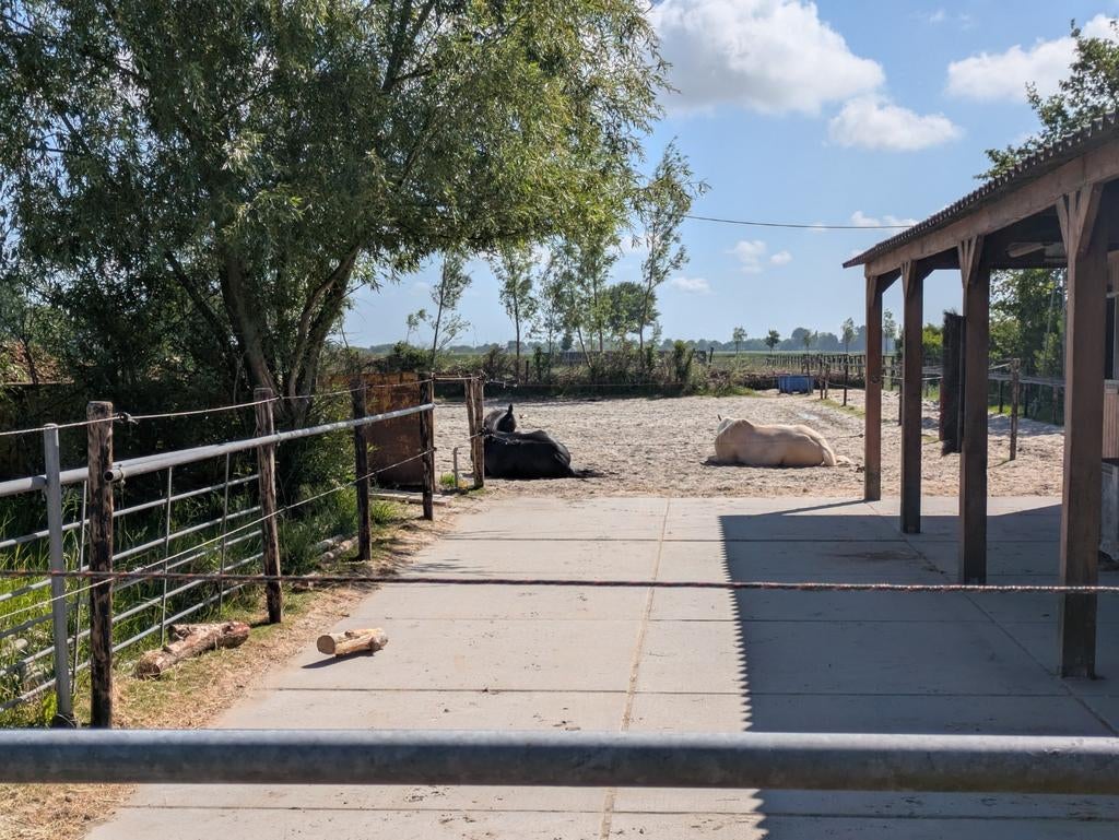 Paddock Paradise Stroet (Sint- Maarten), Weidegang