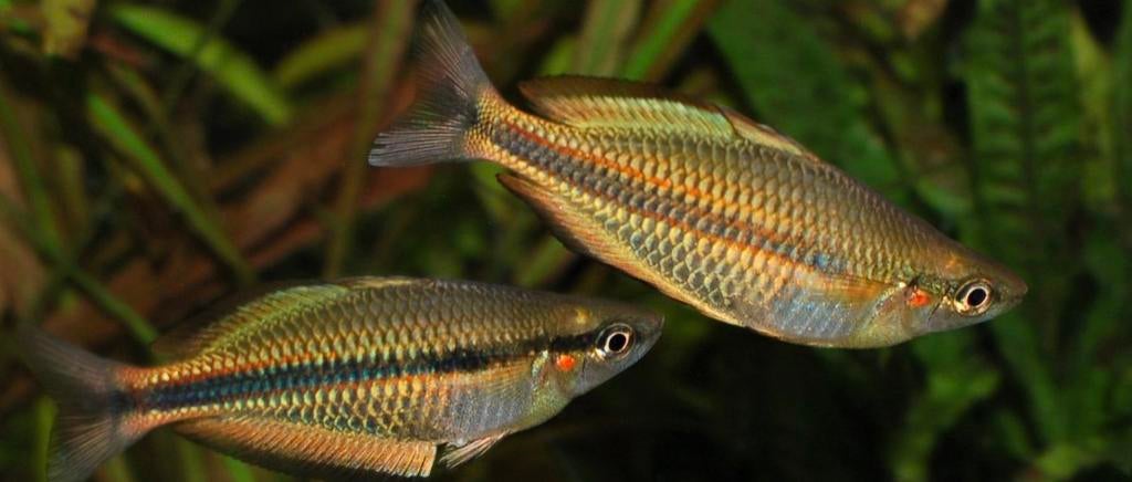 Nieuw ! Melanoteania Lacunosa 4-5 cm, Dieren en Toebehoren, Vis, Zoetwatervis, Schoolvis