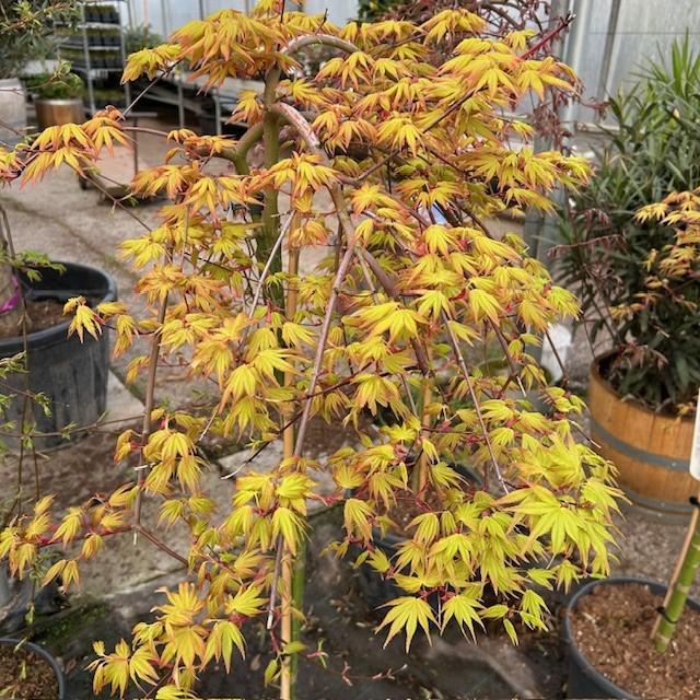 Japanse Esdoorn of Acer in diverse soorten, Ophalen of Verzenden, In pot, Minder dan 100 cm