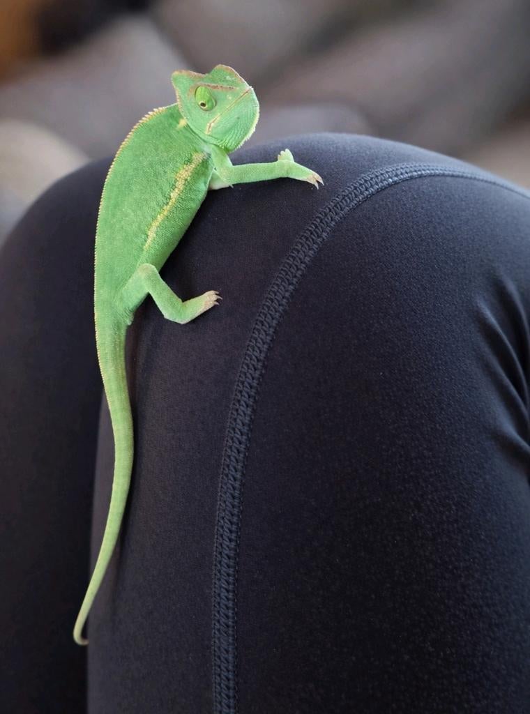 Jonge Jemenkameleon Chameleon - female for sale from M.K