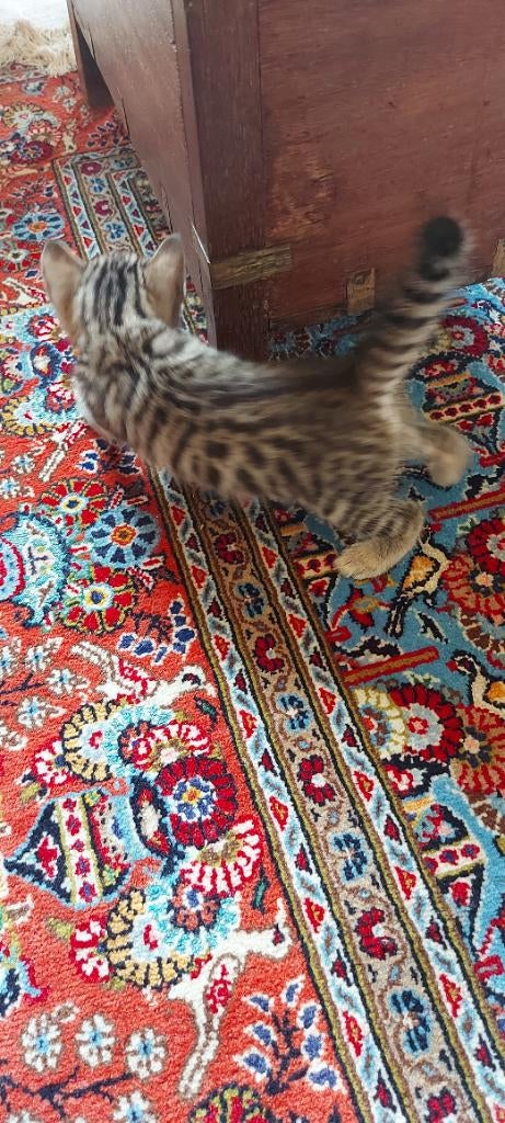 Bengaal kittens, Dieren en Toebehoren, Geslacht onbekend, 0 tot 2 jaar