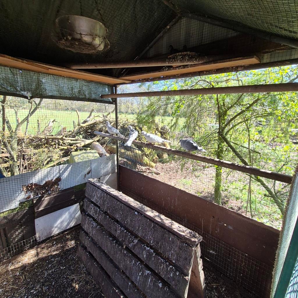 Tortelduifjes, Ophalen of Verzenden