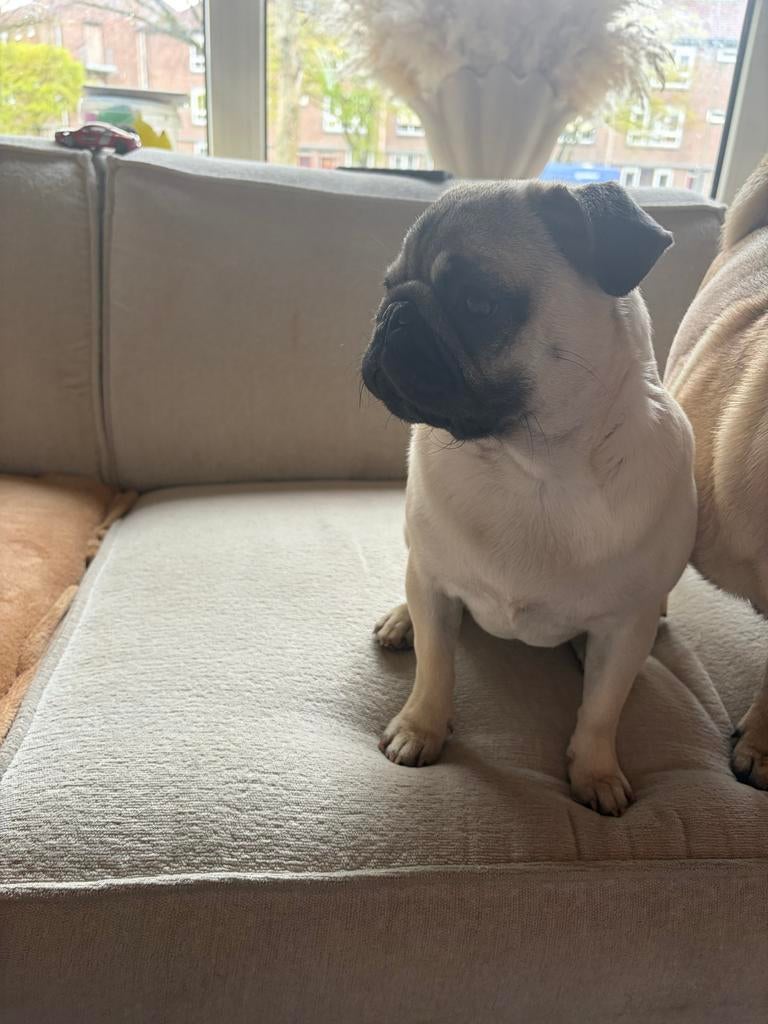 Mopshond 6/7 maanden oud, Particulier, 15 weken tot 1 jaar, Overige rassen, Buitenland