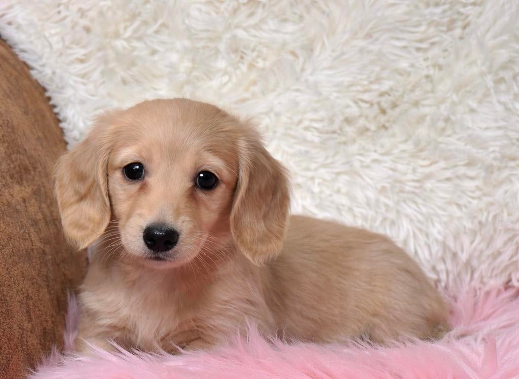 Exclusieve crème teckel pups – zeldzaam, top afstamming, Nederland, Parvo, 8 tot 15 weken, Dwerg