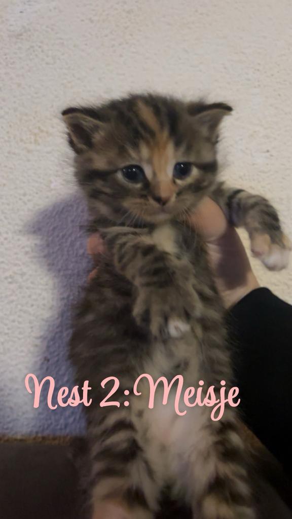 Kittens, Meerdere dieren, Ontwormd, 0 tot 2 jaar