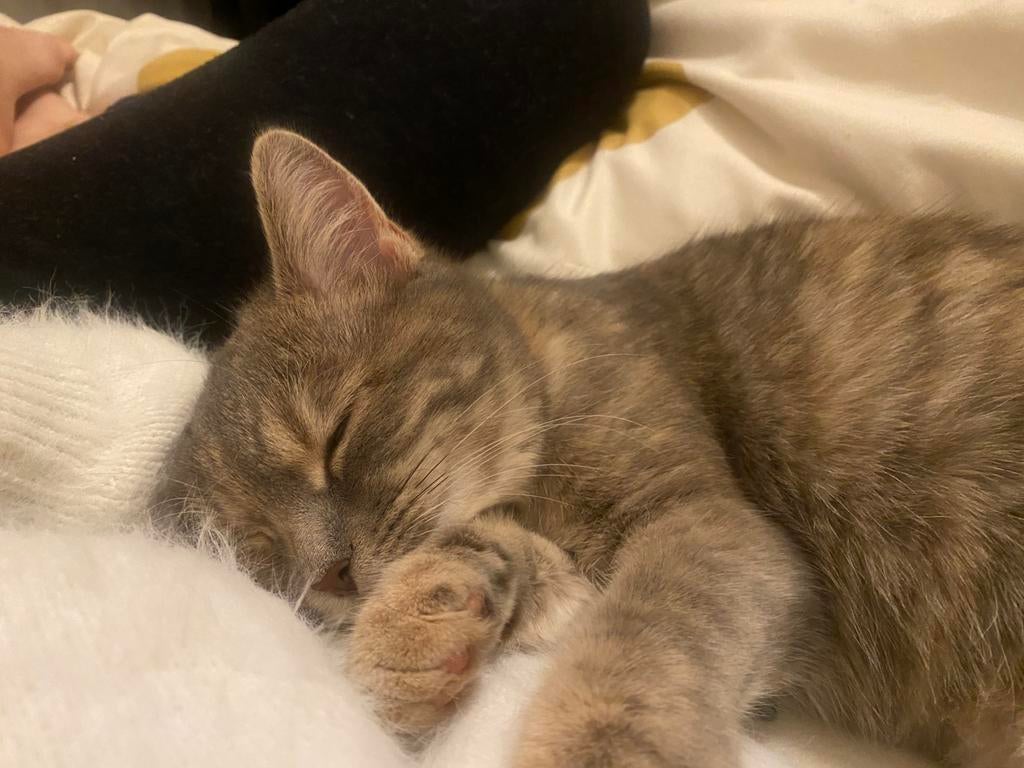 Knuffelkat Laliya (9 maanden) zoekt een liefdevol thuis, Poes, Langharig, 0 tot 2 jaar