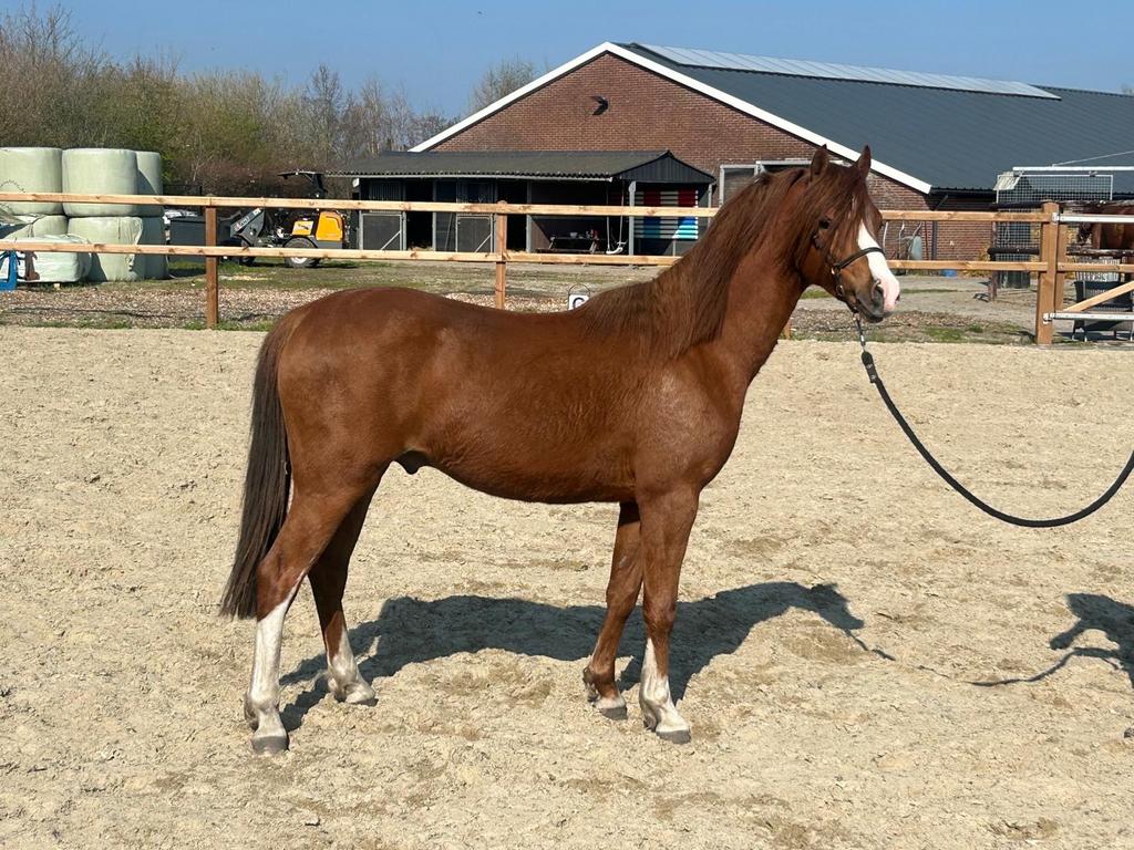 Supermooie 2 jarige welsh sectie B hengst, Dieren en Toebehoren, Pony's, Met stamboom, Niet van toepassing, 0 tot 2 jaar, Hengst