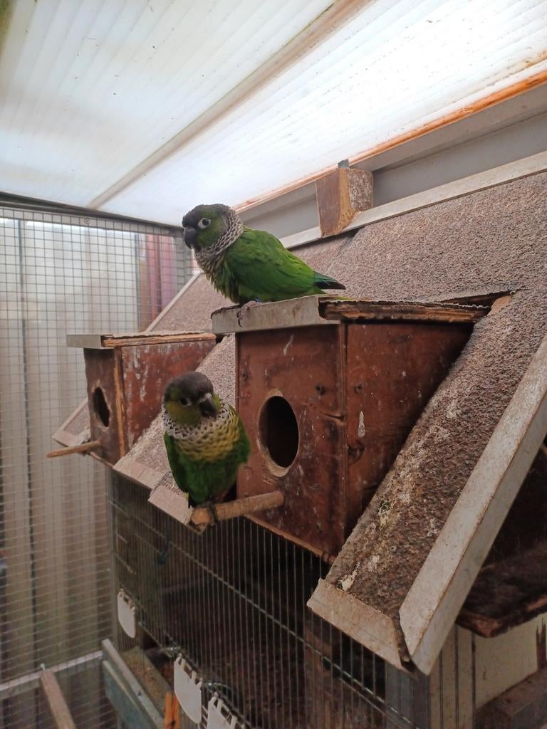 Parkiet vogel, Dieren en Toebehoren, Vogels | Parkieten en Papegaaien, Vrouwelijk, Parkiet