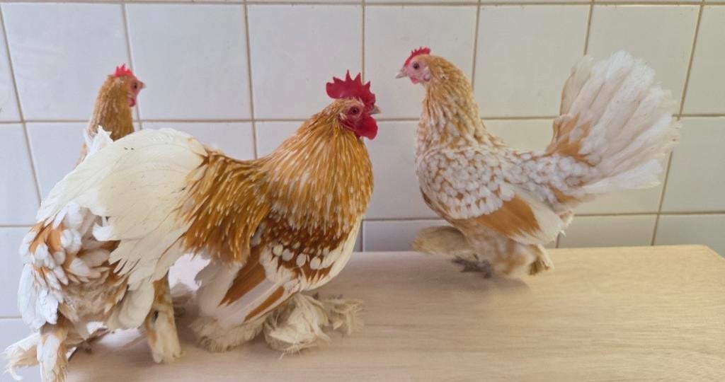 Gezocht sabelpootkriel, Dieren en Toebehoren, Pluimvee, Meerdere dieren, Kip