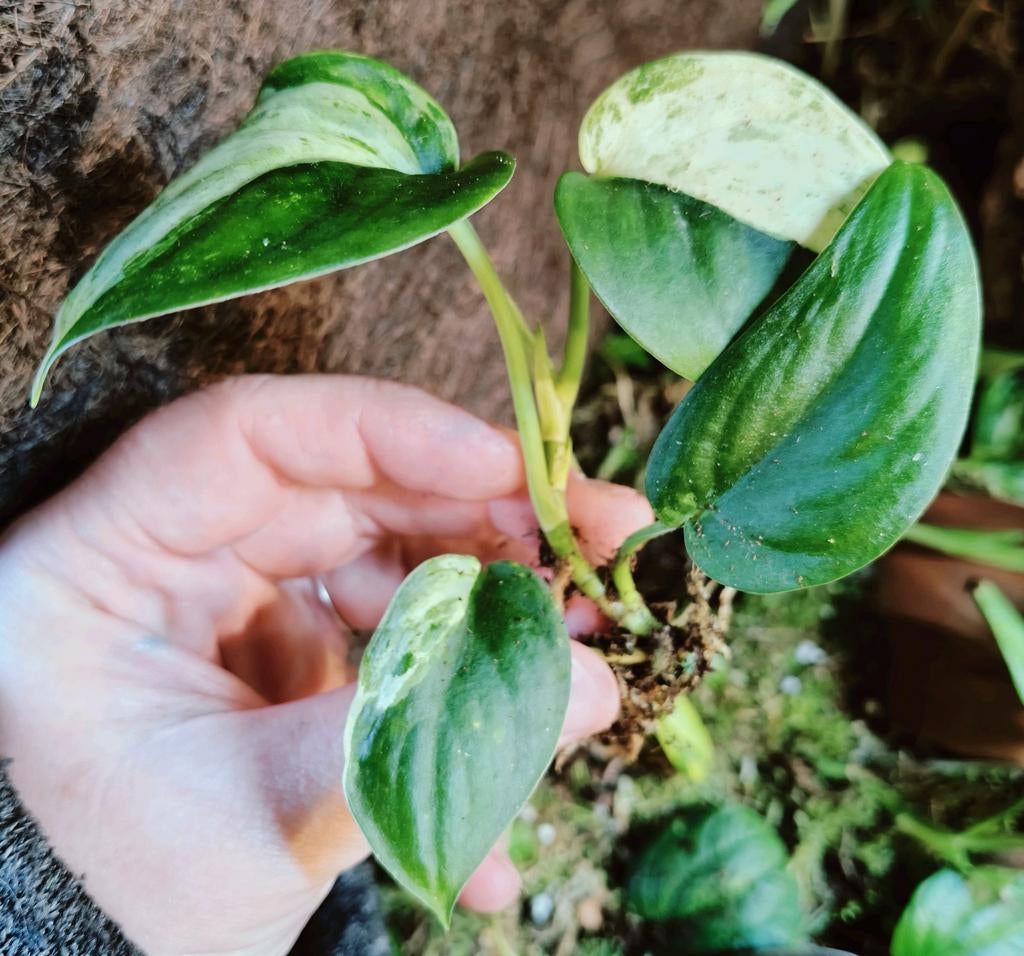 Scindapsus jade satin variegata gewortelde stek, Ophalen of Verzenden, Halfschaduw, Minder dan 100 cm