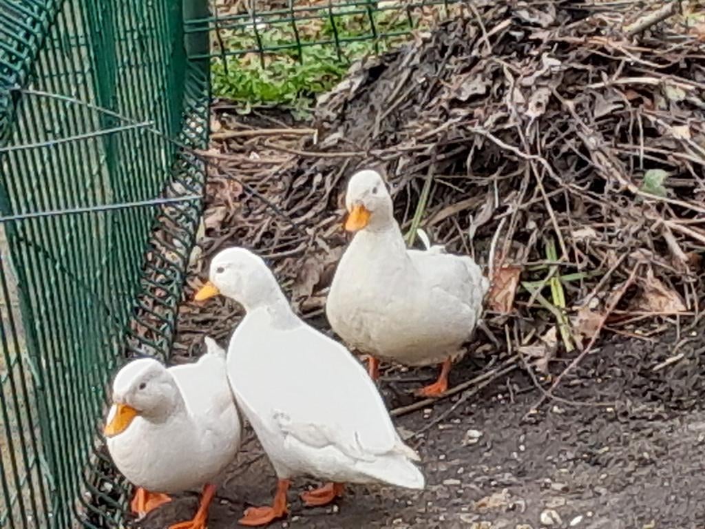 Trio kwakertjes, Dieren en Toebehoren