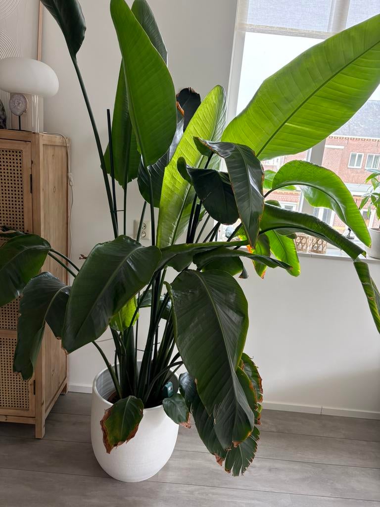Strelitzia plant inclusief pot, Ophalen, Overige soorten, Halfschaduw, In pot