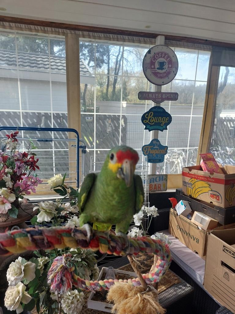 Tekoop geelhooft papagaai  pop, Vrouwelijk, Papegaai