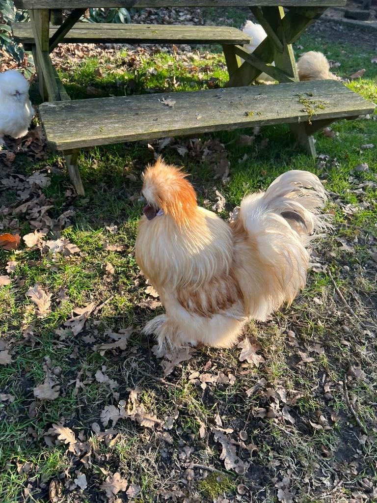 Prachtige TOP USA  zijdehoen PAAS BROEDEITJES OF KUIKENTJES, Dieren en Toebehoren, Pluimvee, Vrouwelijk, Kip