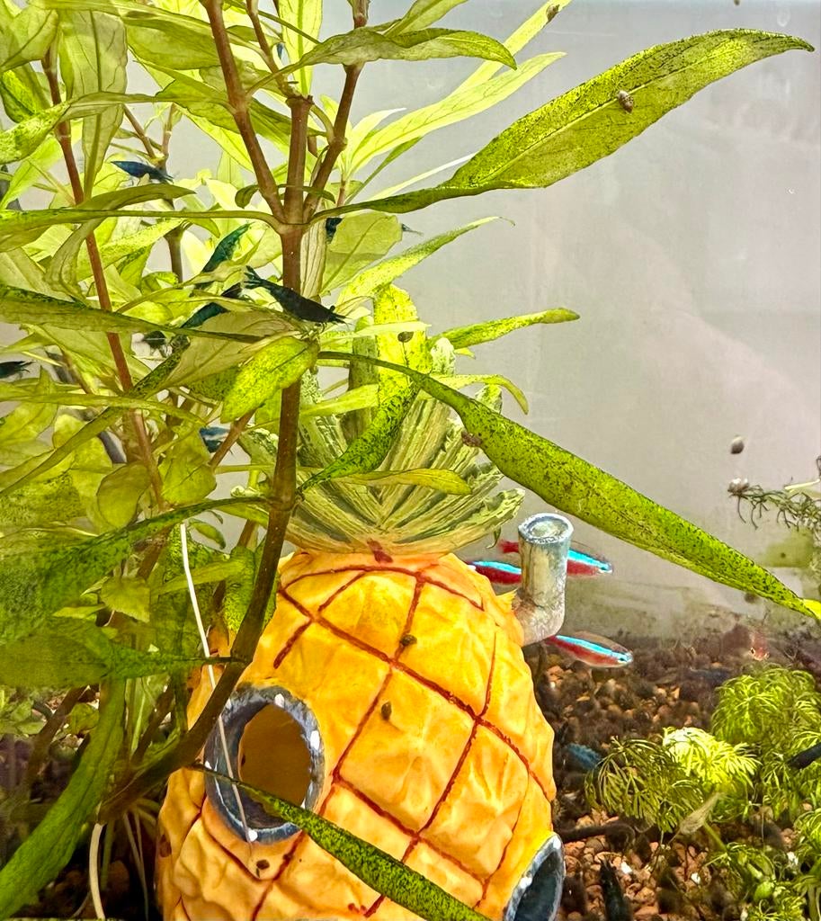 Blauwe garnalen (zowel mannetjes als vrouwtjes), Dieren en Toebehoren, Vissen | Aquariumvissen, Kreeft, Krab of Garnaal, Zoetwatervis