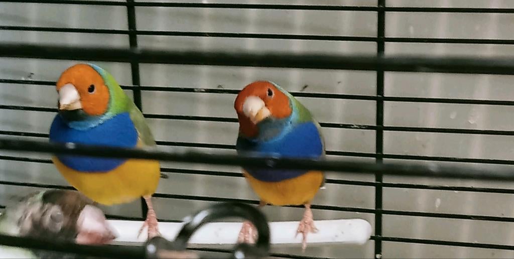 Laatste 5 prachtige gouldamadines mannen voor 125 euro, Dieren en Toebehoren, Vogels | Overige Vogels, Mannelijk, Tropenvogel