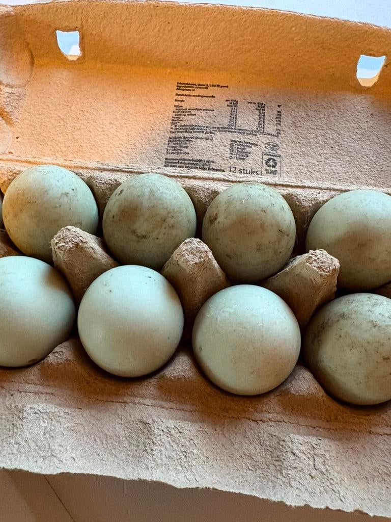 Eendeneieren te koop, Diversen, Levensmiddelen, Ophalen of Verzenden