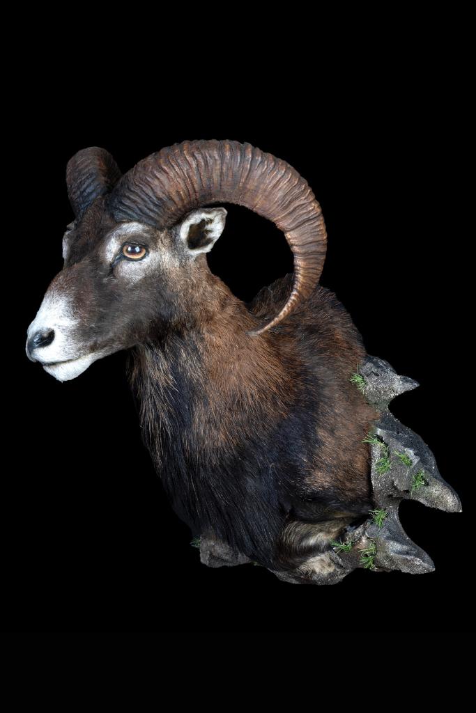 Spaanse Moeflon Taxidermie, Ophalen of Verzenden, Zo goed als nieuw, Overige soorten, Opgezet dier