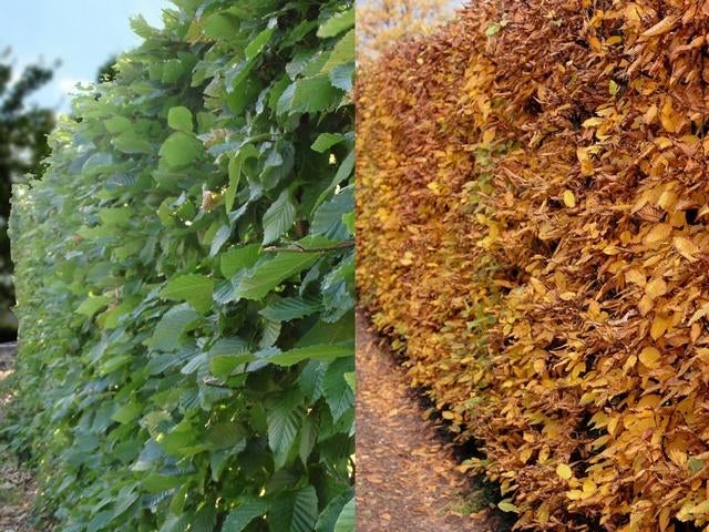 beukenhaag haagbeuk groene rode beuken fagus sylvatica, Tuin en Terras, Planten | Struiken en Hagen, Ophalen, Beukenhaag, Haag
