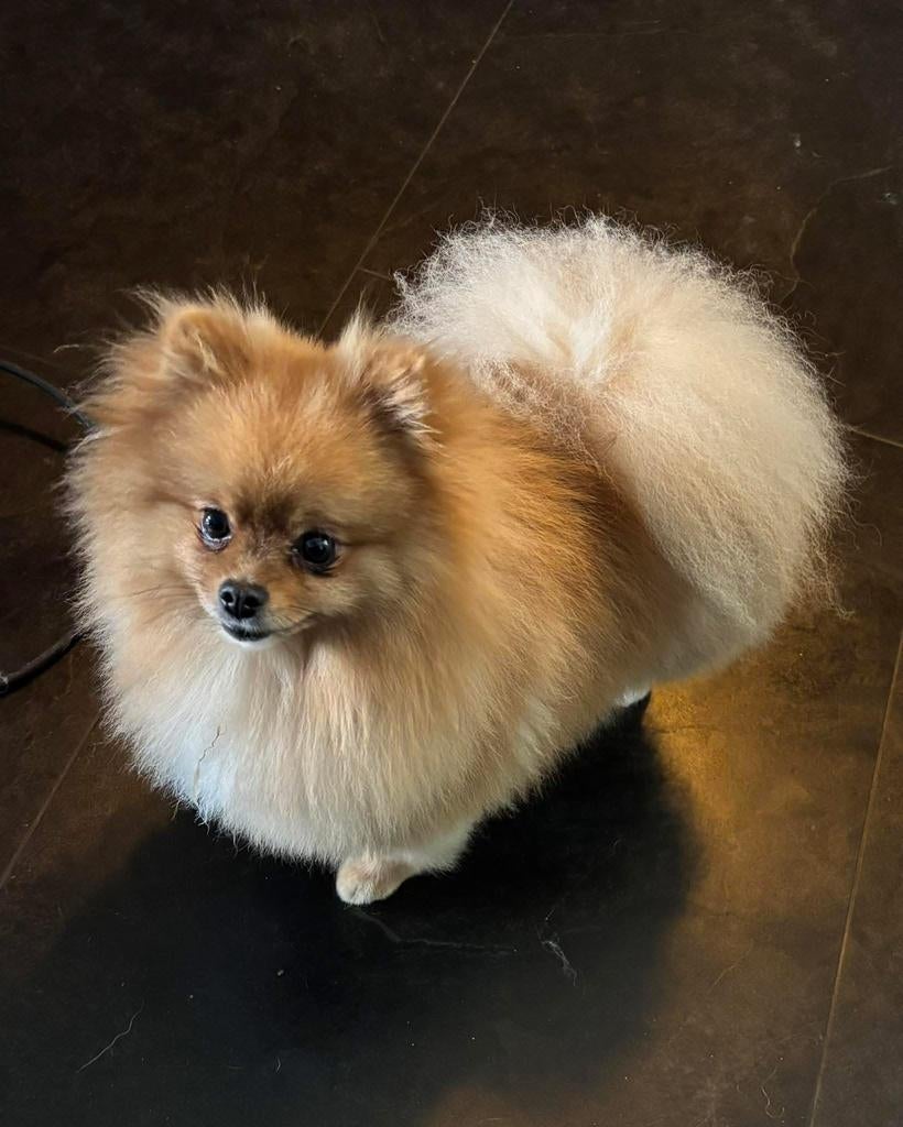 Pomeriaan  reutje, Parvo, Keeshond, Reu, Eén hond