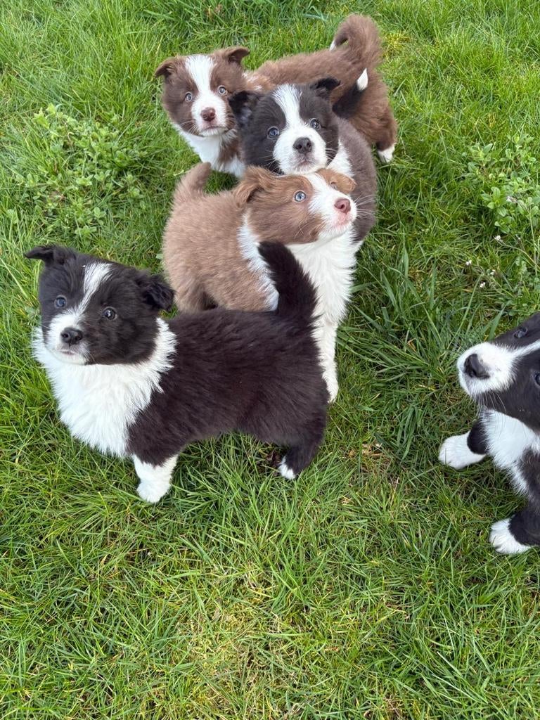 Super lieve, sociale Border Collie pups, 8 tot 15 weken, Collie, Meerdere, Meerdere dieren