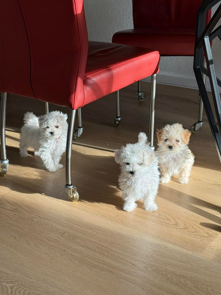 Maltezer/Maltipo pups, Maltezer, 8 tot 15 weken, Parvo, Meerdere