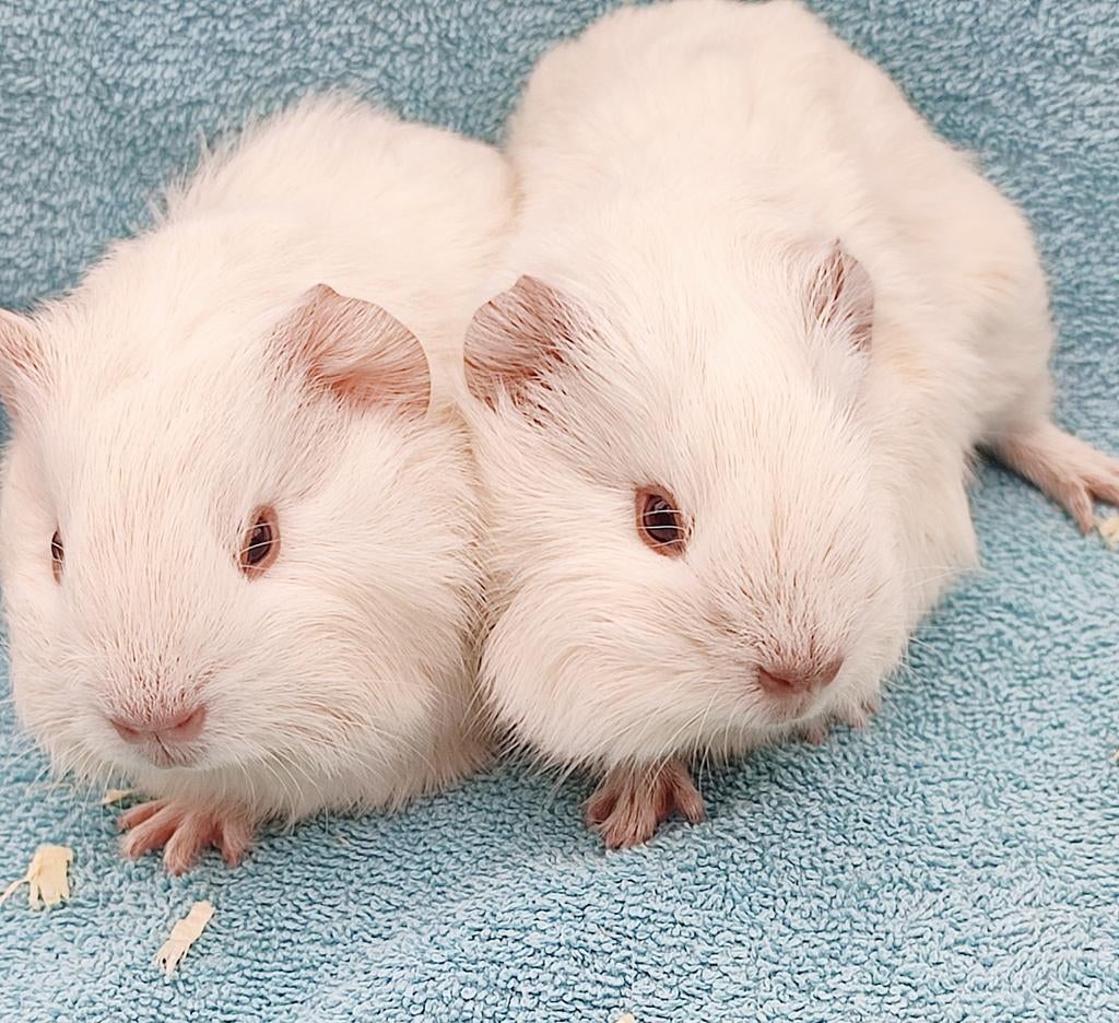 Witte gladhaar cavia beertjes 4 weken oud, Dieren en Toebehoren, Knaagdieren, Maart, Mannelijk, Cavia