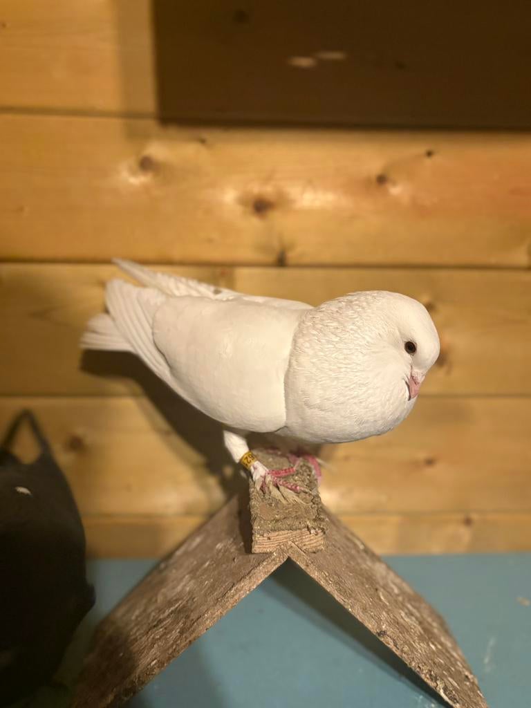 Kropper doffer gezocht, Mannelijk, Kropper