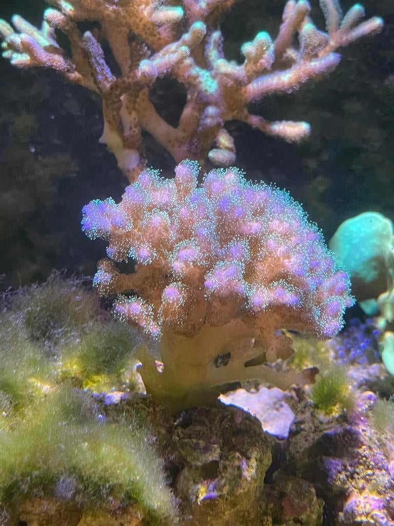 Birdsnest koraal, Dieren en Toebehoren, Vissen | Aquariumvissen, Overige typen